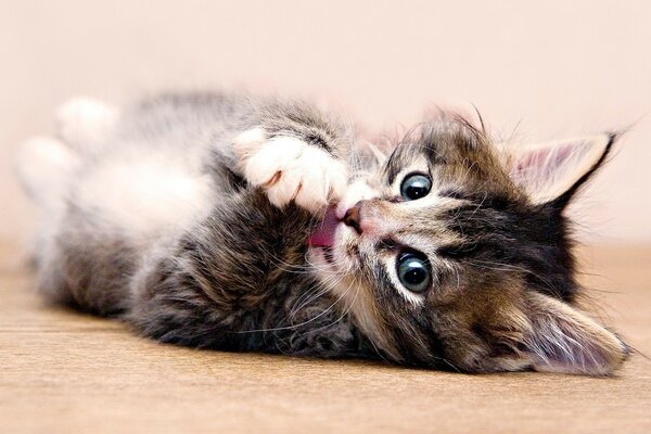 Cute kitten licks paws lying on his back