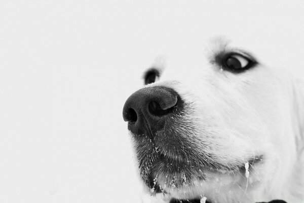 Weißer Hund auf weißem Hintergrund