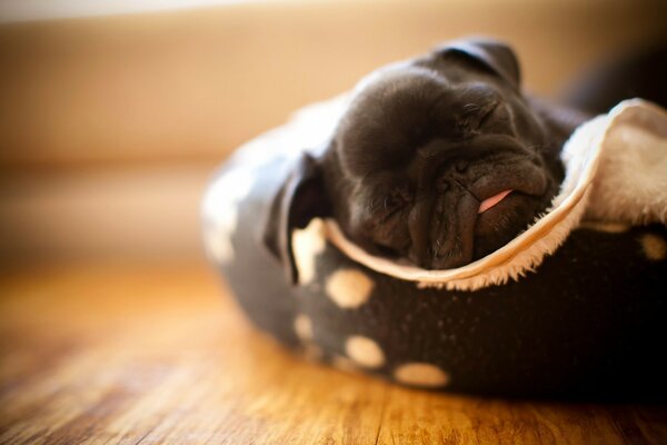 Cute puppy is lying in a slipper