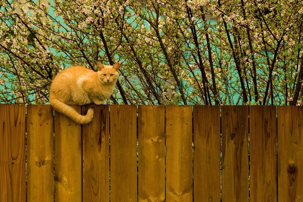 Gato rojo en una valla de madera