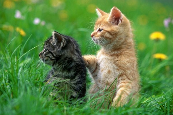 Gatinho vermelho e preto na grama verde