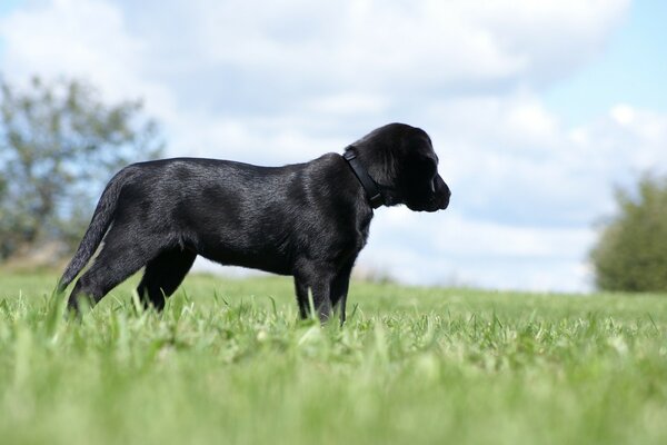 Черная собака в зеленой траве