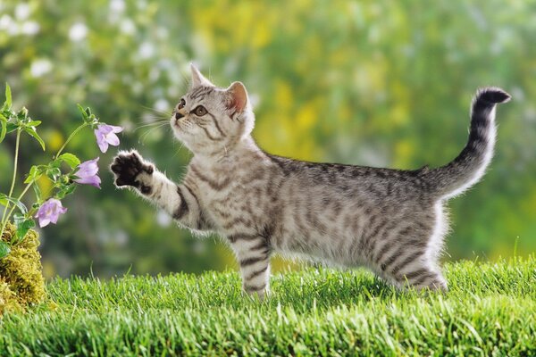 Spotted kitty in the green grass