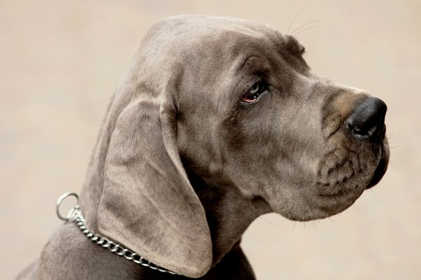 Sguardo triste cane cioccolato