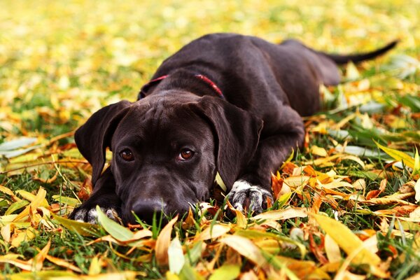 Cute dog playing on the grass