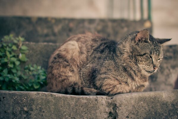 Die Katze ist draußen. Tiere herum