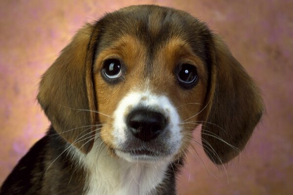 Los ojos tristes de un perro pequeño