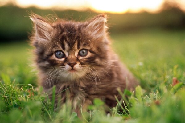 Le chat de la race de combat-kuzya!