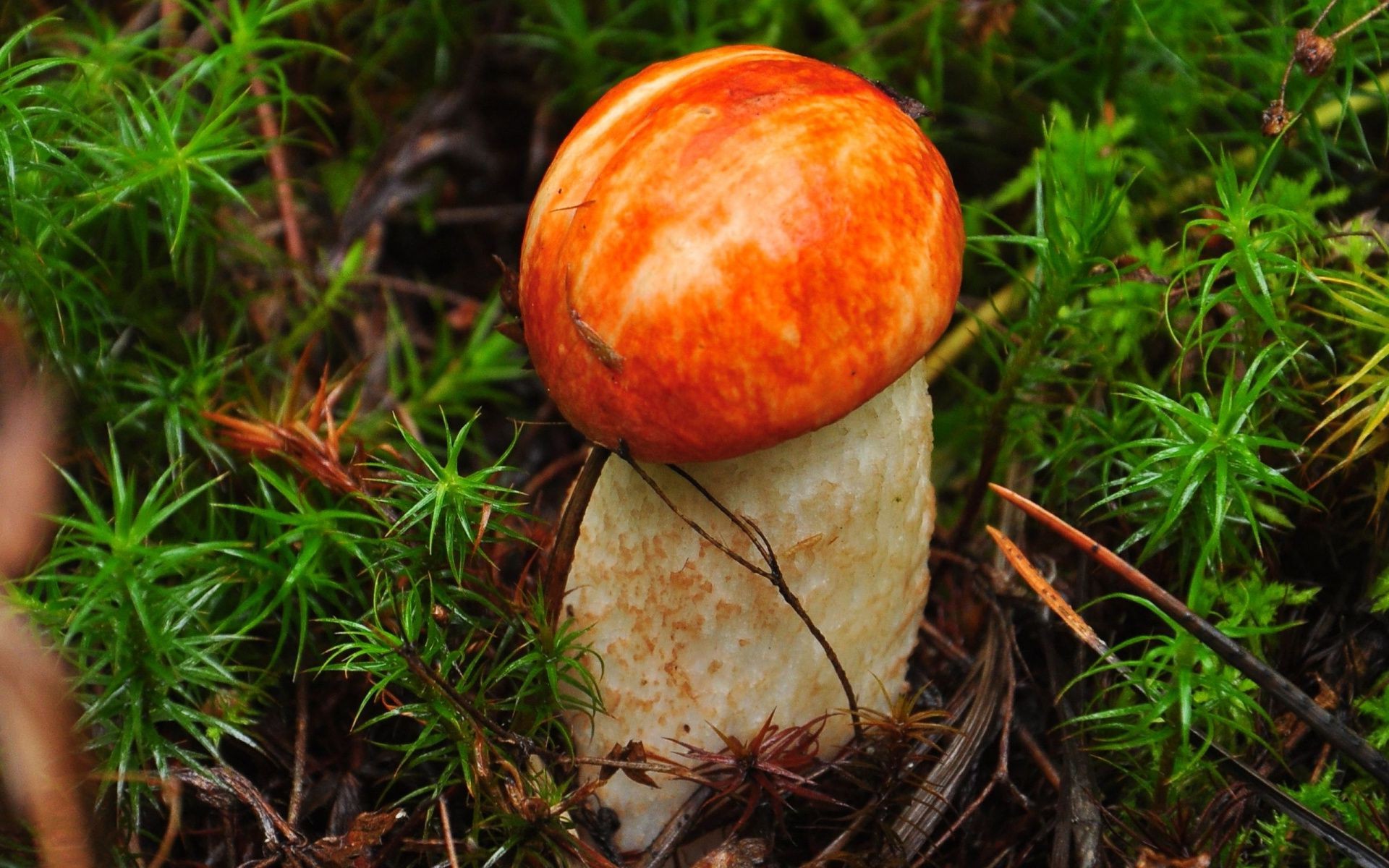 champignons champignon automne nature champignon bois feuille alimentaire herbe flore saison mousse gros plan à l extérieur comestible