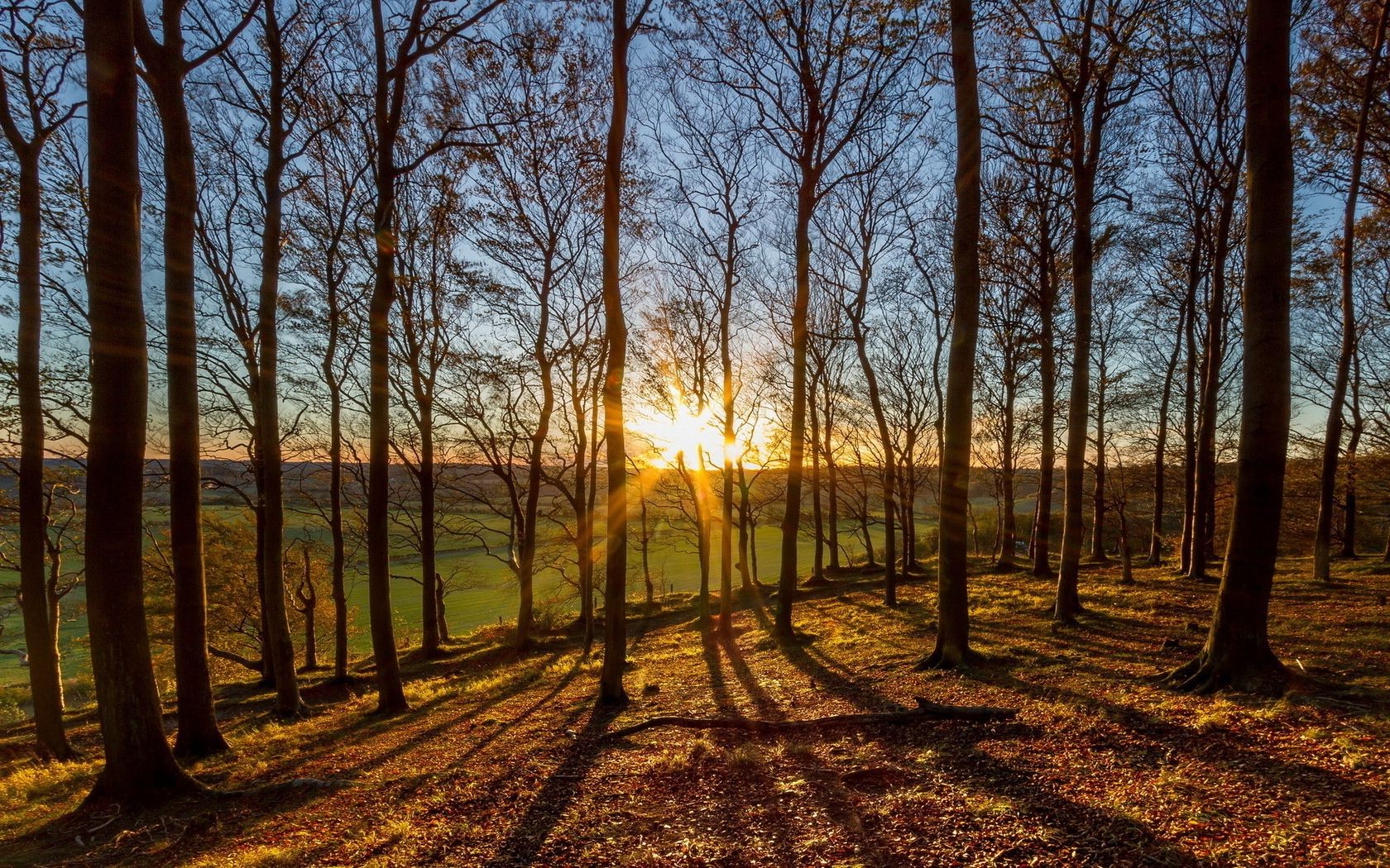 the sunset and sunrise wood dawn tree landscape sun nature fair weather fall park light season outdoors sunset fog environment leaf mist bright