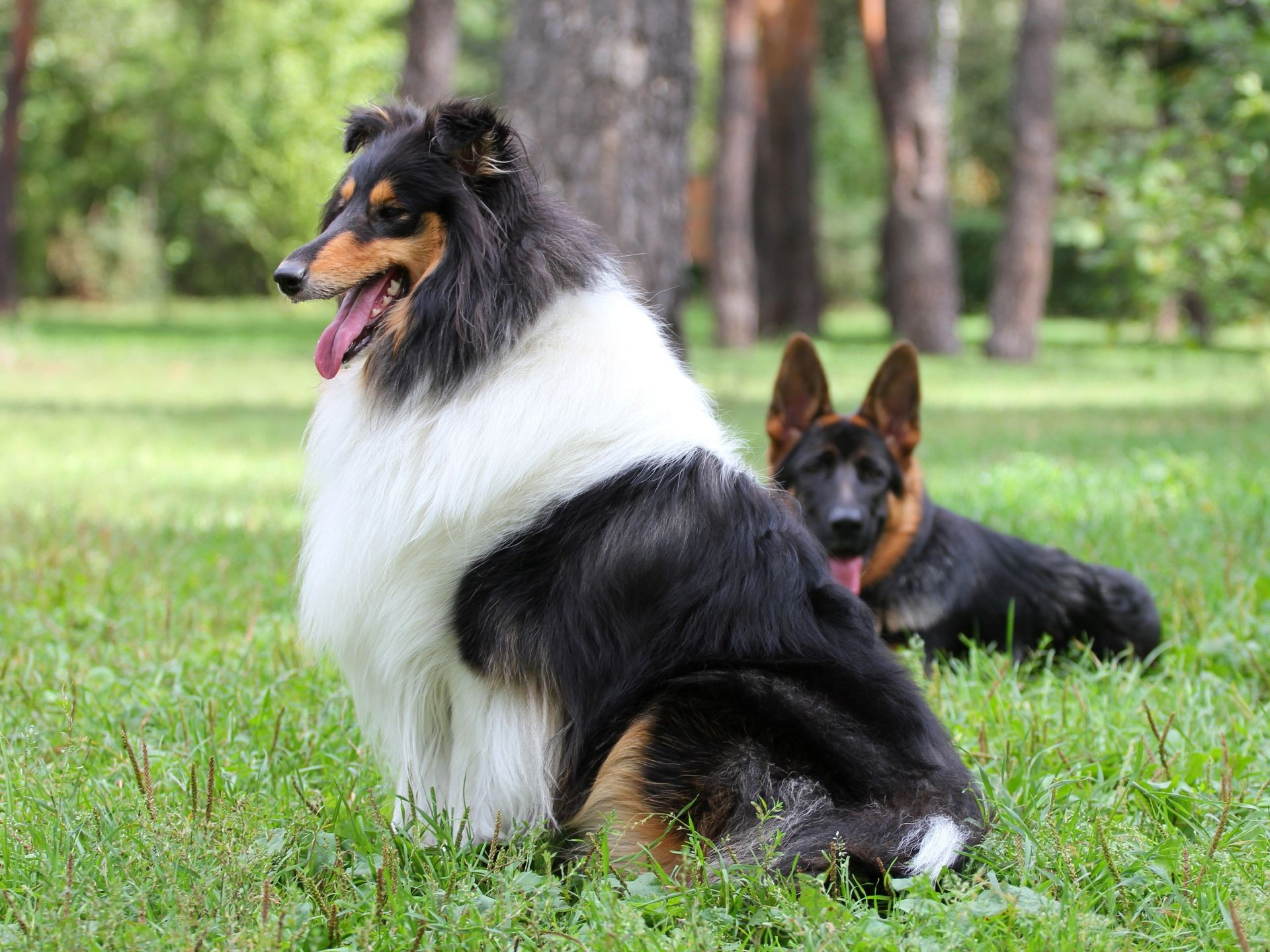 hunde hund säugetier hundeführer haustier tier porträt gras welpe niedlich schäferhund reinrassig stammbaum inländische hirte fell rasse gehorsam collie anzeigen