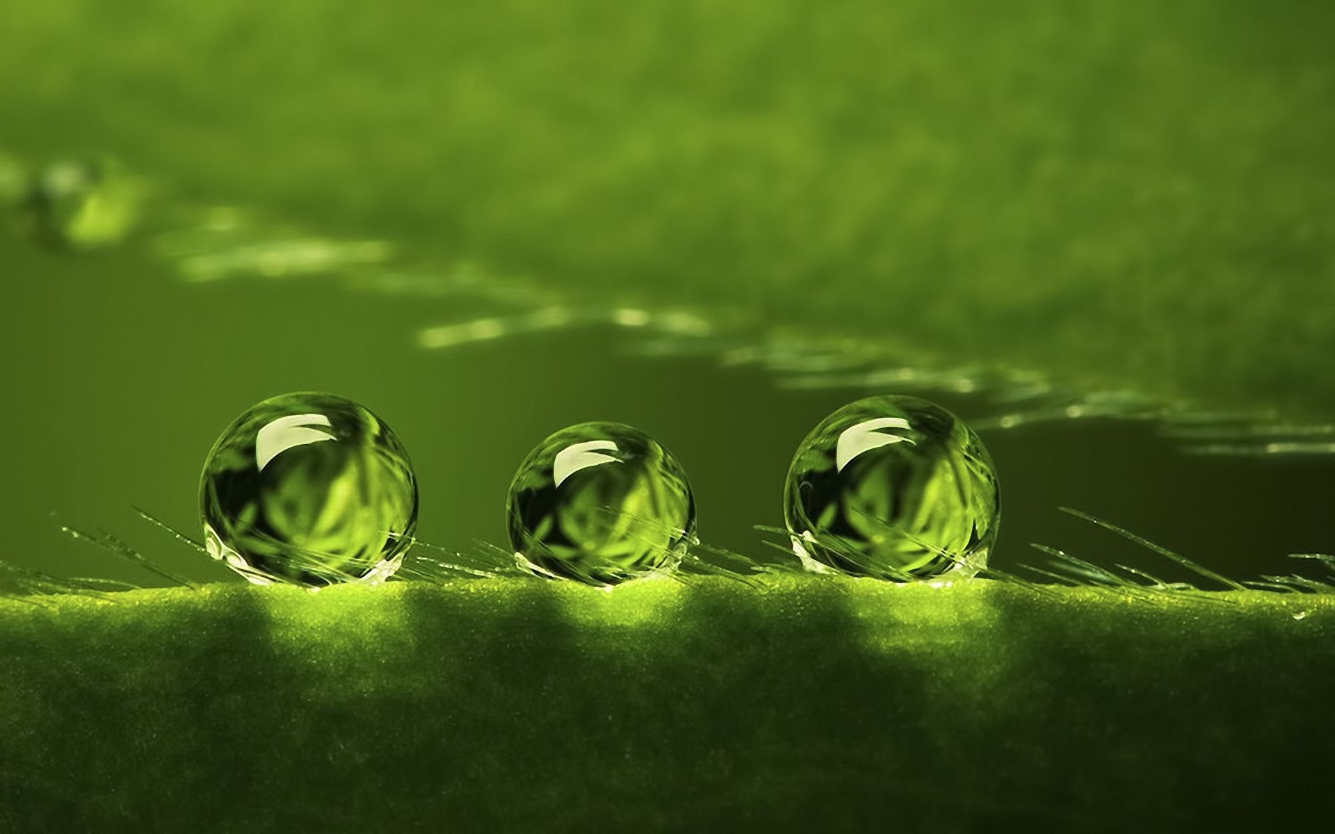 Water dew drops background the surface of plant Green - Phone wallpapers