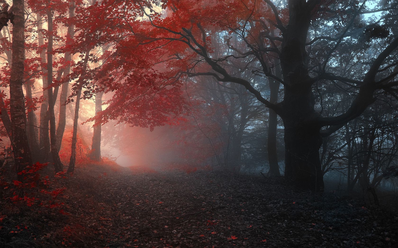 zachód słońca i świt drzewo jesień krajobraz liść mgła drewno park oświetlony światło świt mgła oddział środowisko słońce natura pogoda