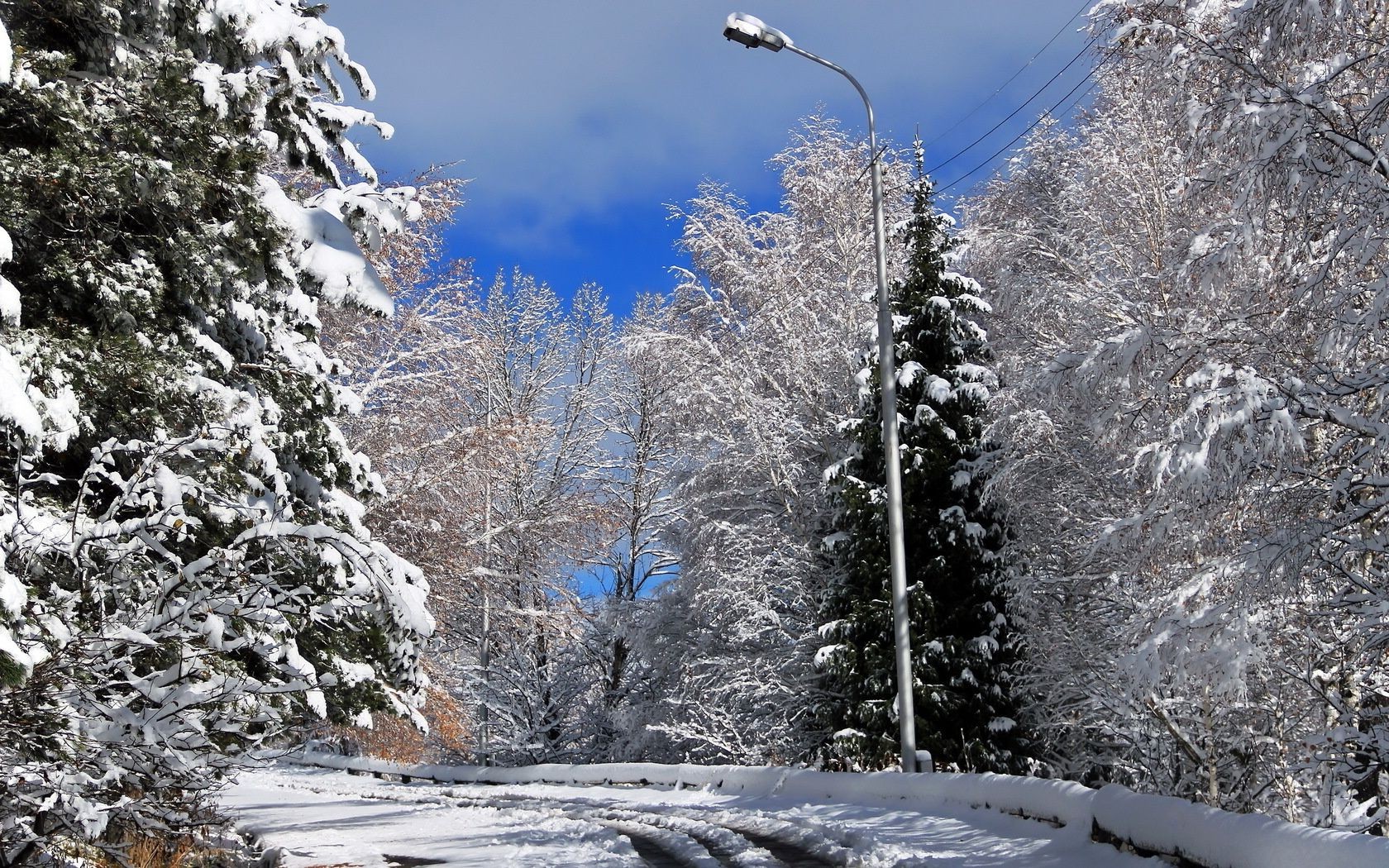 inverno neve freddo gelo congelato ghiaccio legno stagione albero paesaggio meteo nevoso natura scenic ghiacciato bufera di neve neve-bianco pino