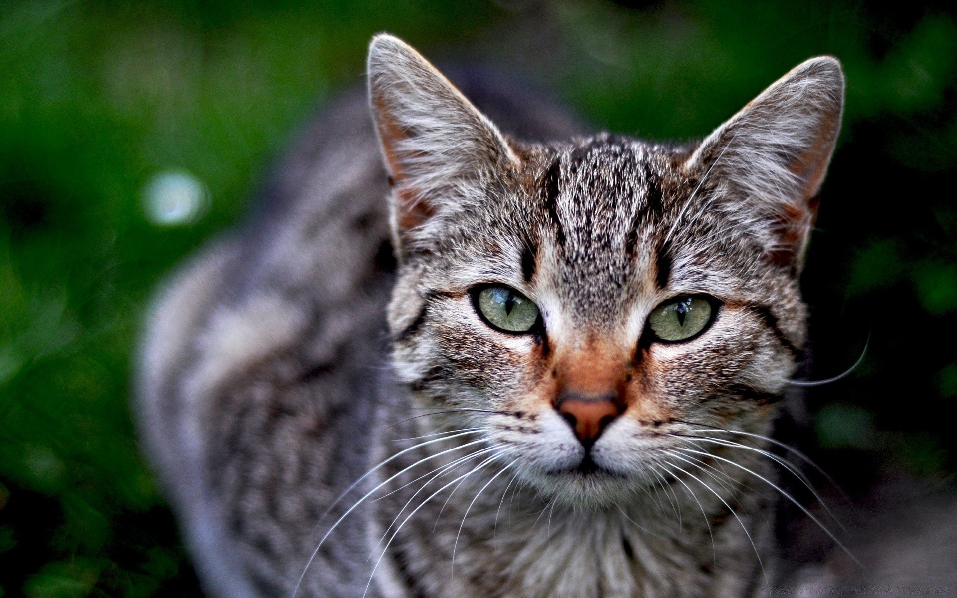 chat animal mignon nature chat animal de compagnie mammifère fourrure petit oeil tête portrait chaton domestique