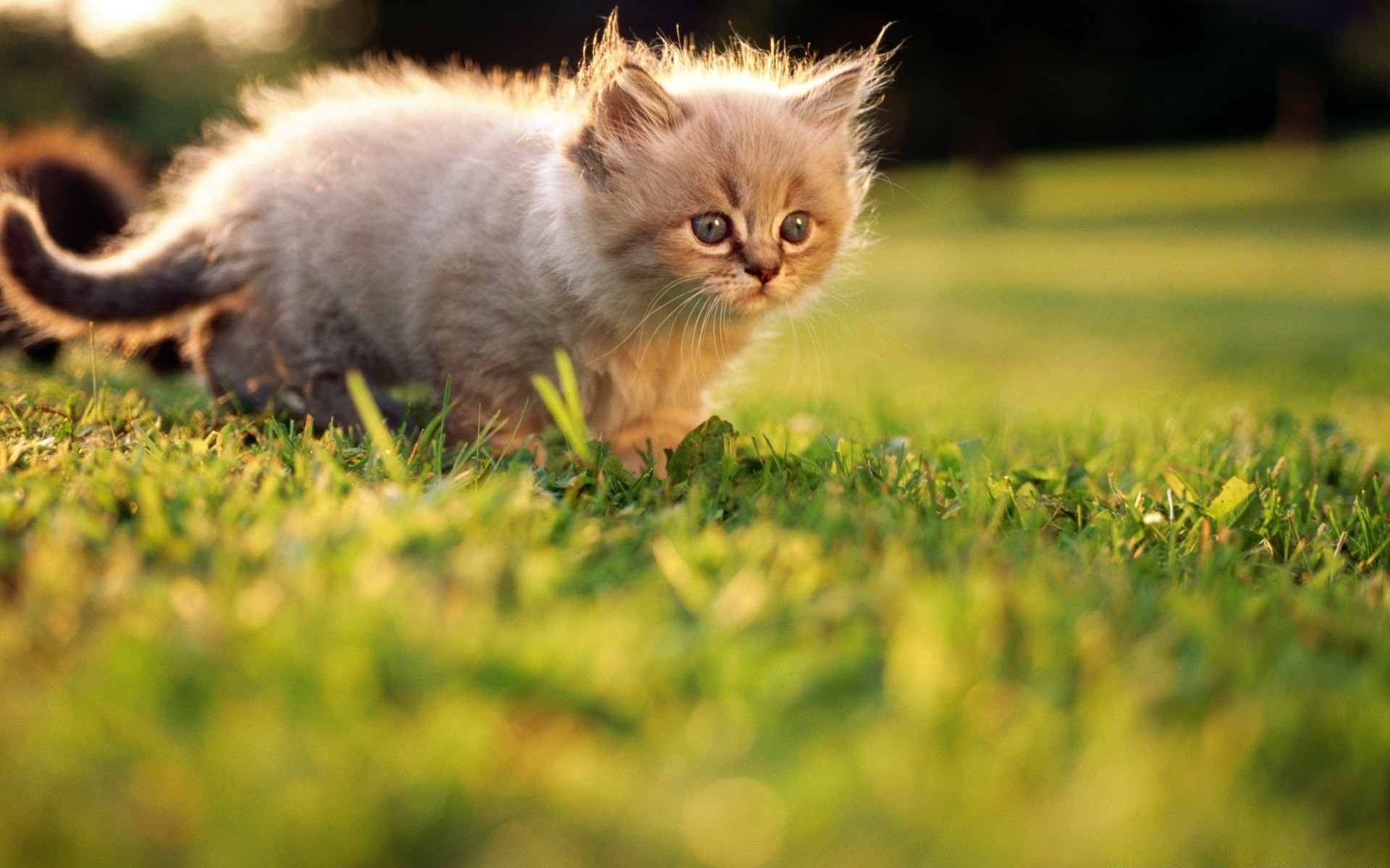 katze katze niedlich tier gras säugetier natur fell wenig haustier kätzchen jung feld inländische heuhaufen porträt kind