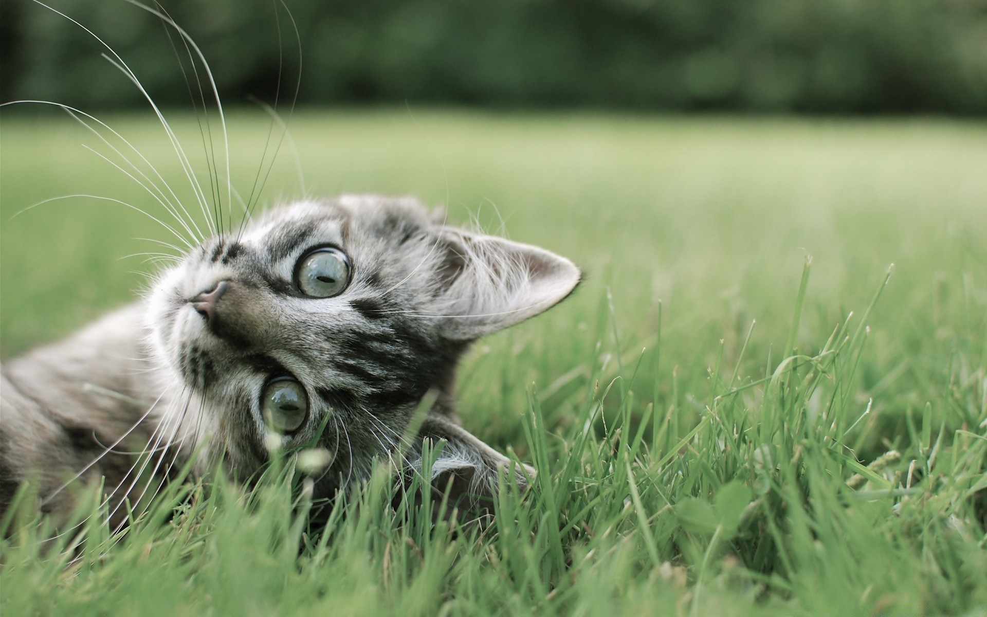 katze tier katze gras natur niedlich porträt fell jung säugetier feld inländische haustier wenig kätzchen auge