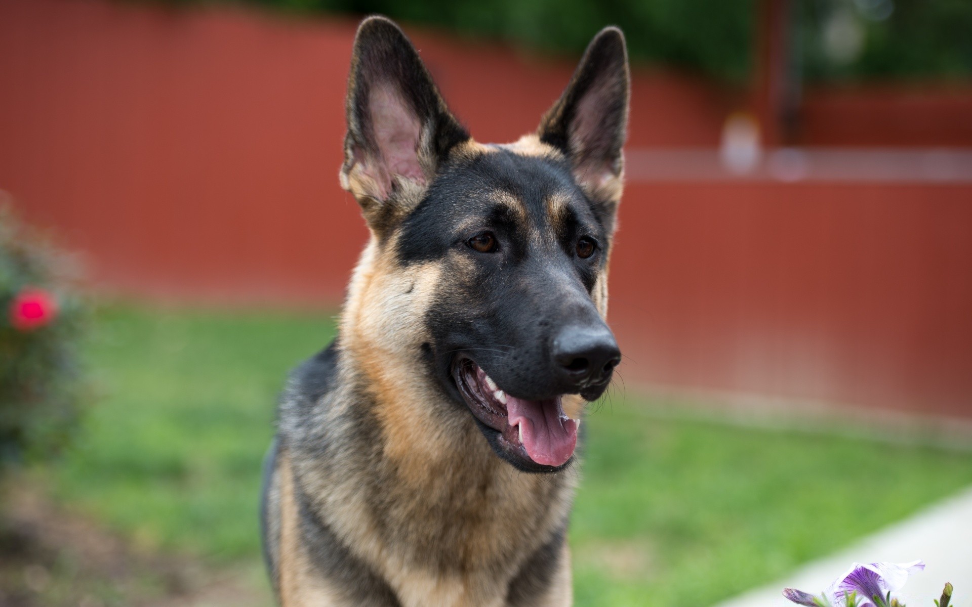 perros perro mamífero perro mascota retrato al aire libre lindo hierba solo ver animal naturaleza