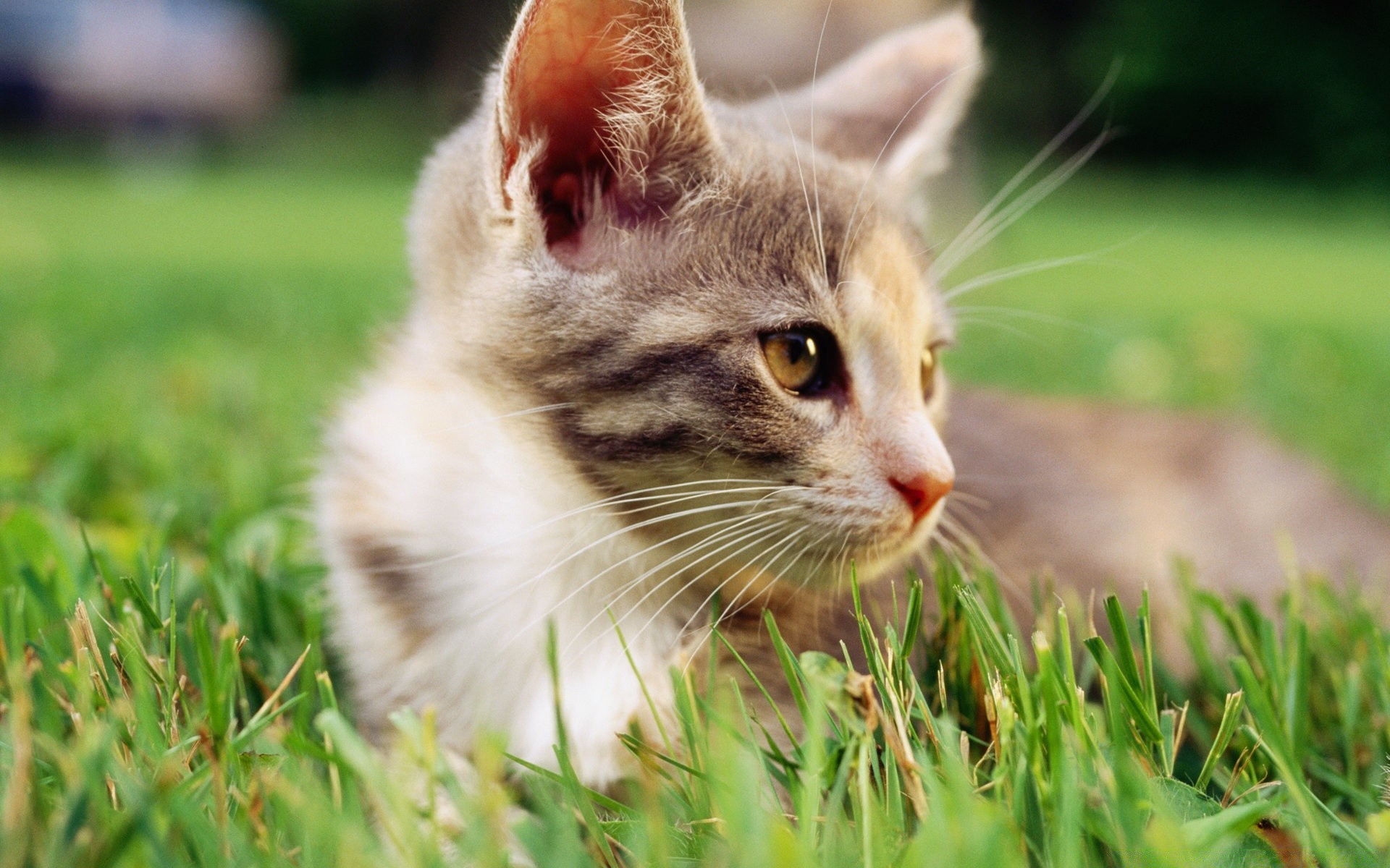 cats cute animal grass nature cat little fur pet young domestic eye kitten mammal portrait adorable looking baby downy whisker funny