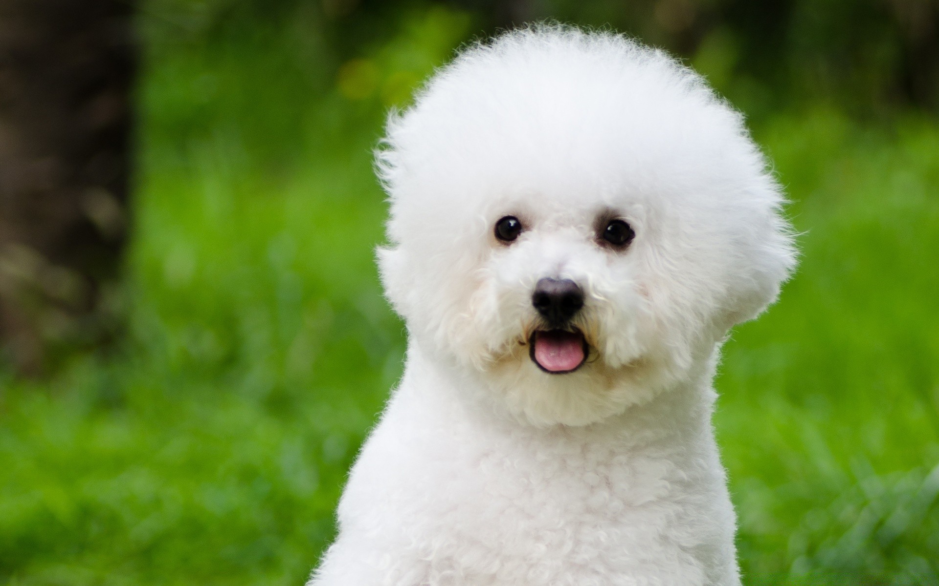 Bichon Frise - Phone wallpapers