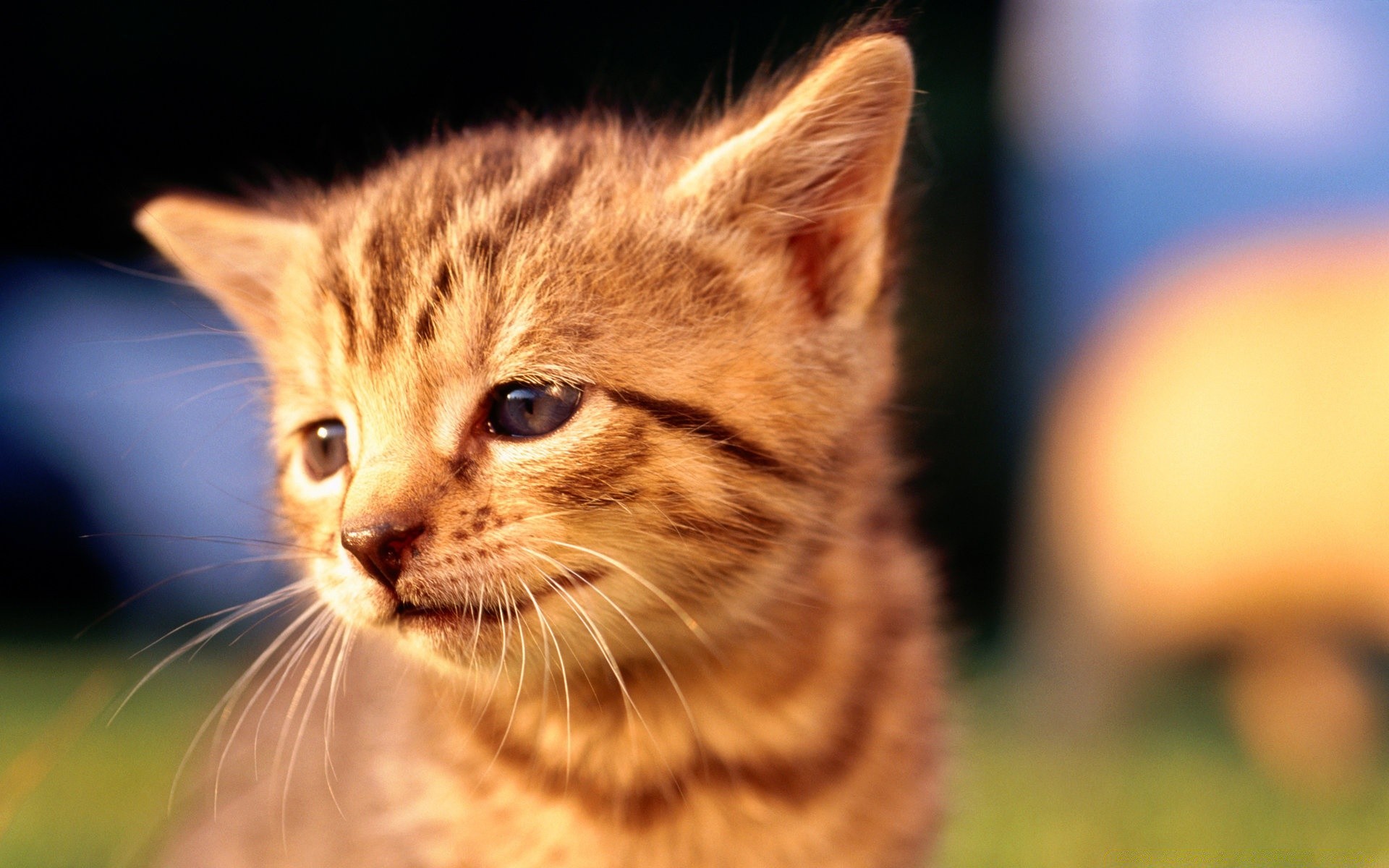 kediler kedi sevimli evde beslenen hayvan kürk memeli göz hayvan yavru kedi bıyık küçük doğa portre yerli tarama