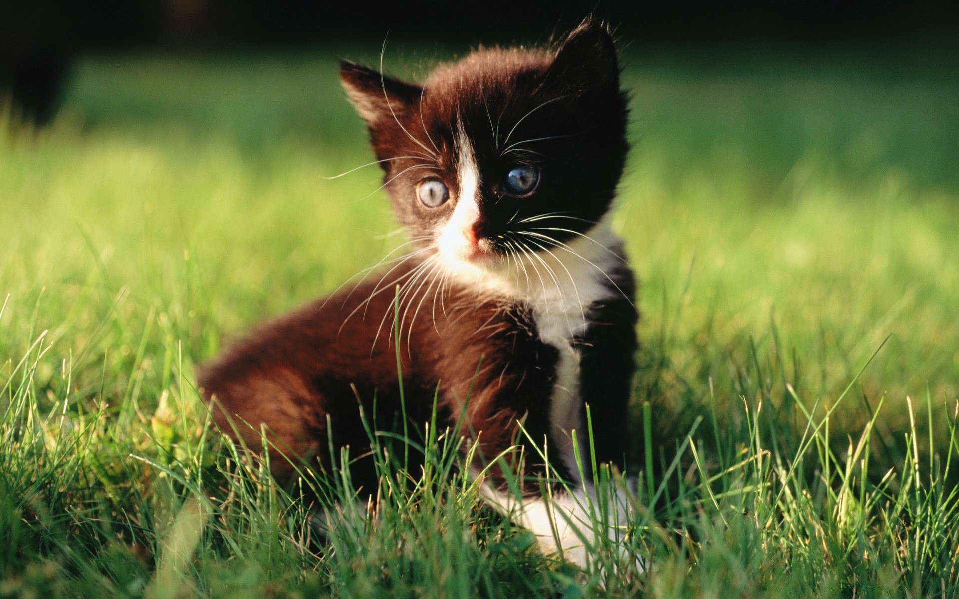 katzen gras natur tier katze niedlich säugetier junge feld porträt