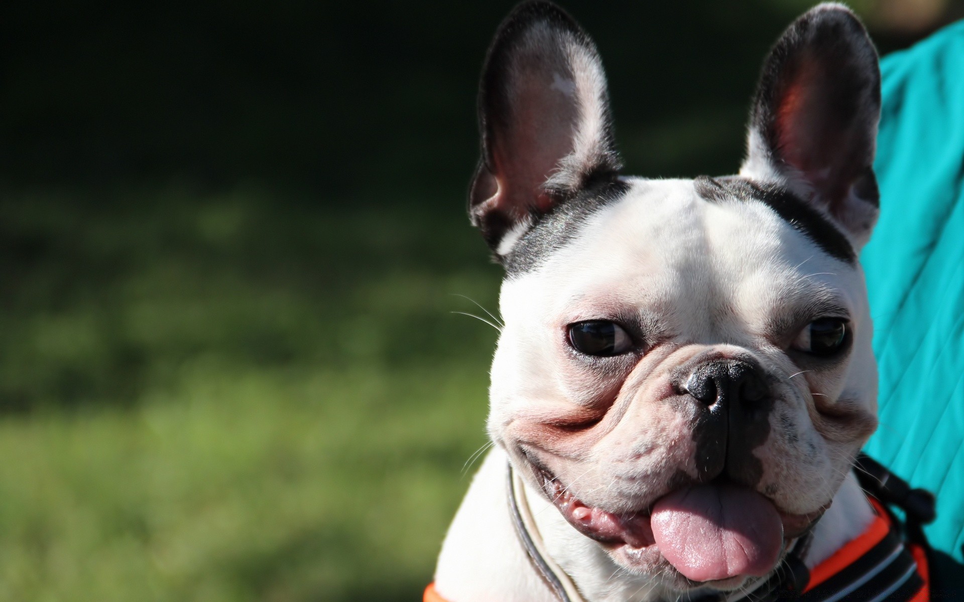 chien chien cynologue portrait mammifère animal de compagnie mignon jeune bouledogue un chiot drôle terrier à l extérieur peu aperçu