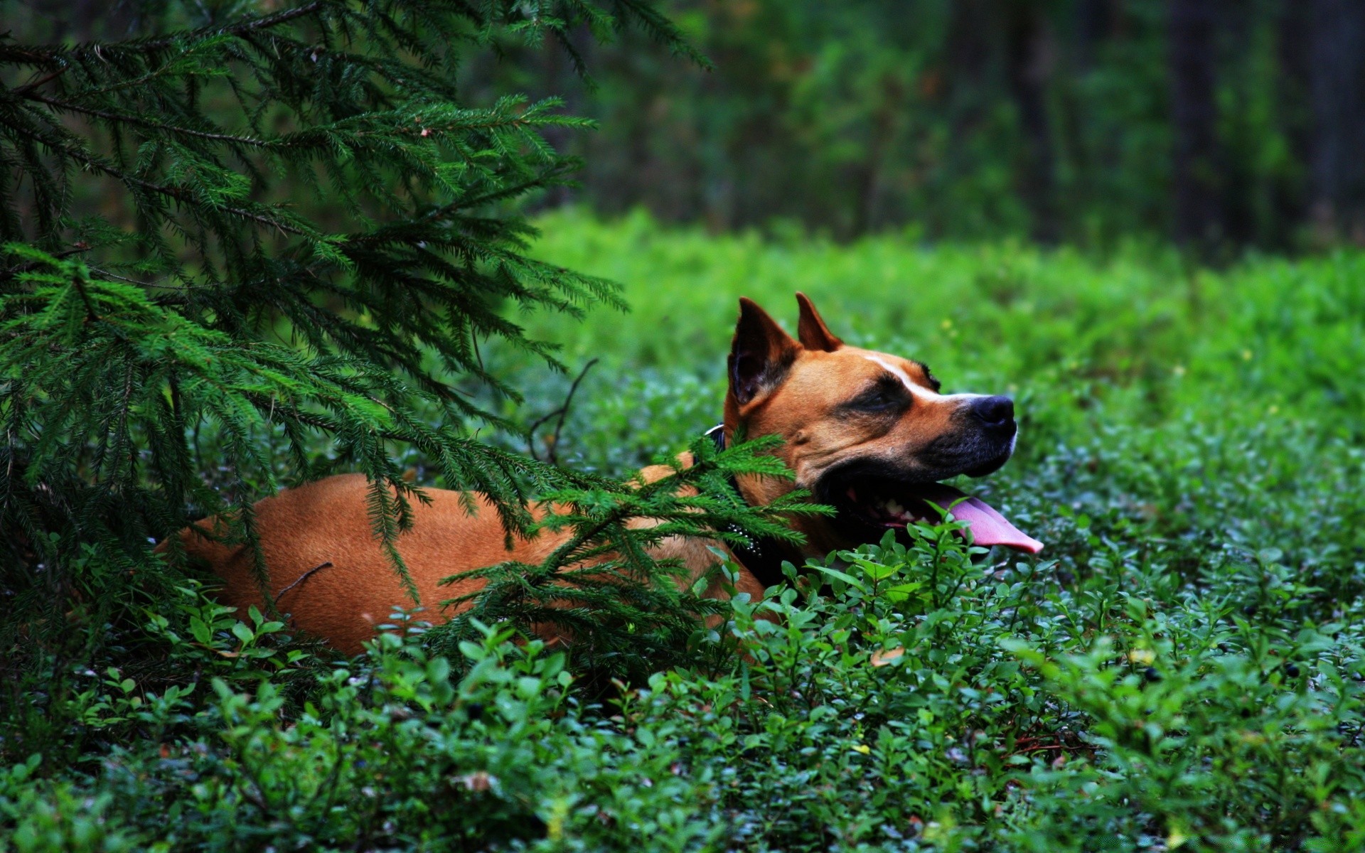 cani all aperto cane erba natura legno estate mammifero carino canino singolo animale