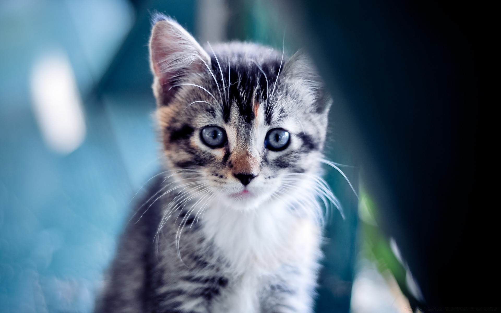 katze katze haustier tier säugetier porträt kätzchen niedlich fell auge inländische