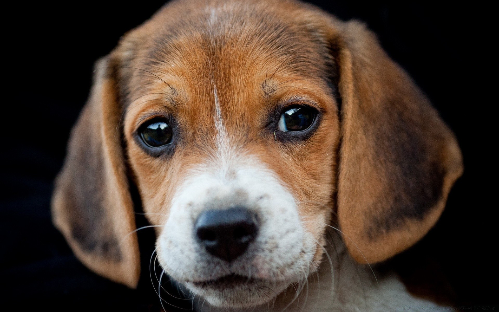 hunde hund haustier hund säugetier welpe tier niedlich rasse porträt studio reinrassig liebenswert inländische beagle wenig hound abstammung