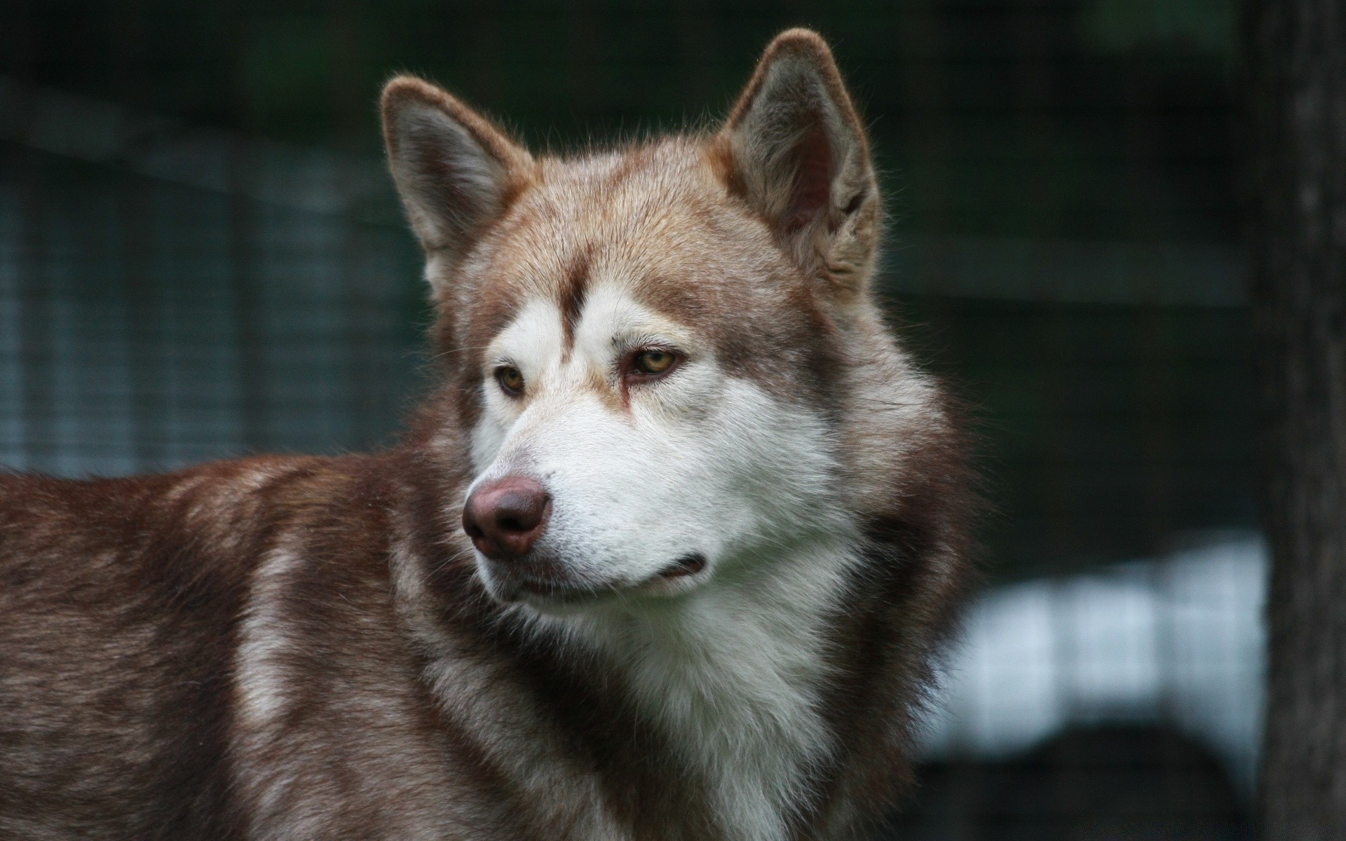 chien mammifère chien portrait mignon cynologue aperçu oeil unique animal de compagnie animal la faune fourrure