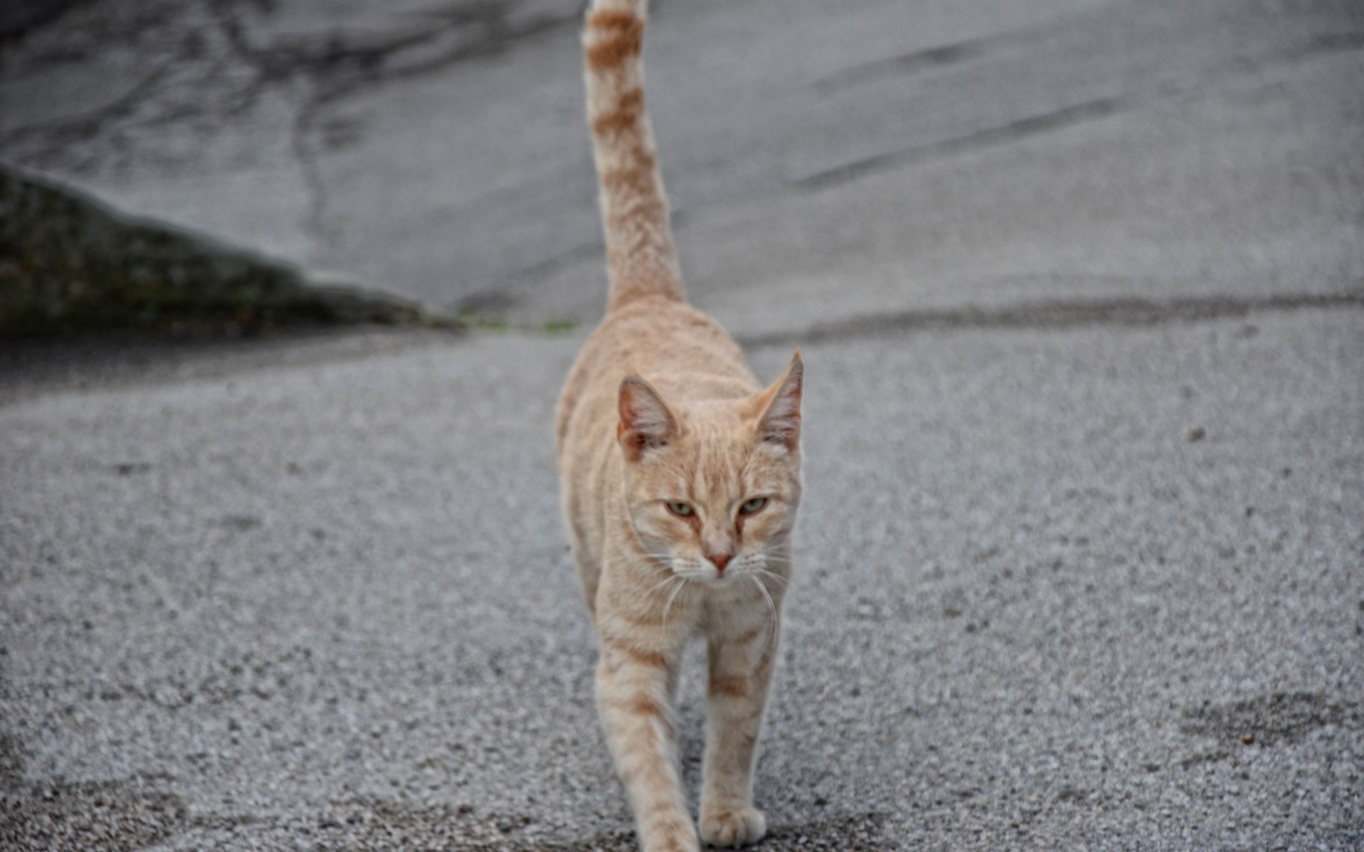 gatos gato lindo retrato animal naturaleza al aire libre gris solo pequeño joven ver