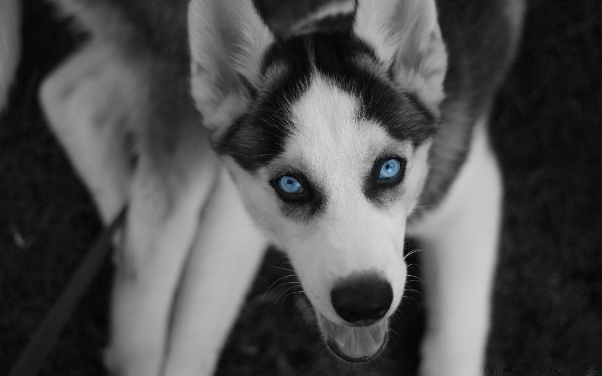 dogs dog portrait cute canine pet animal eye puppy mammal one monochrome