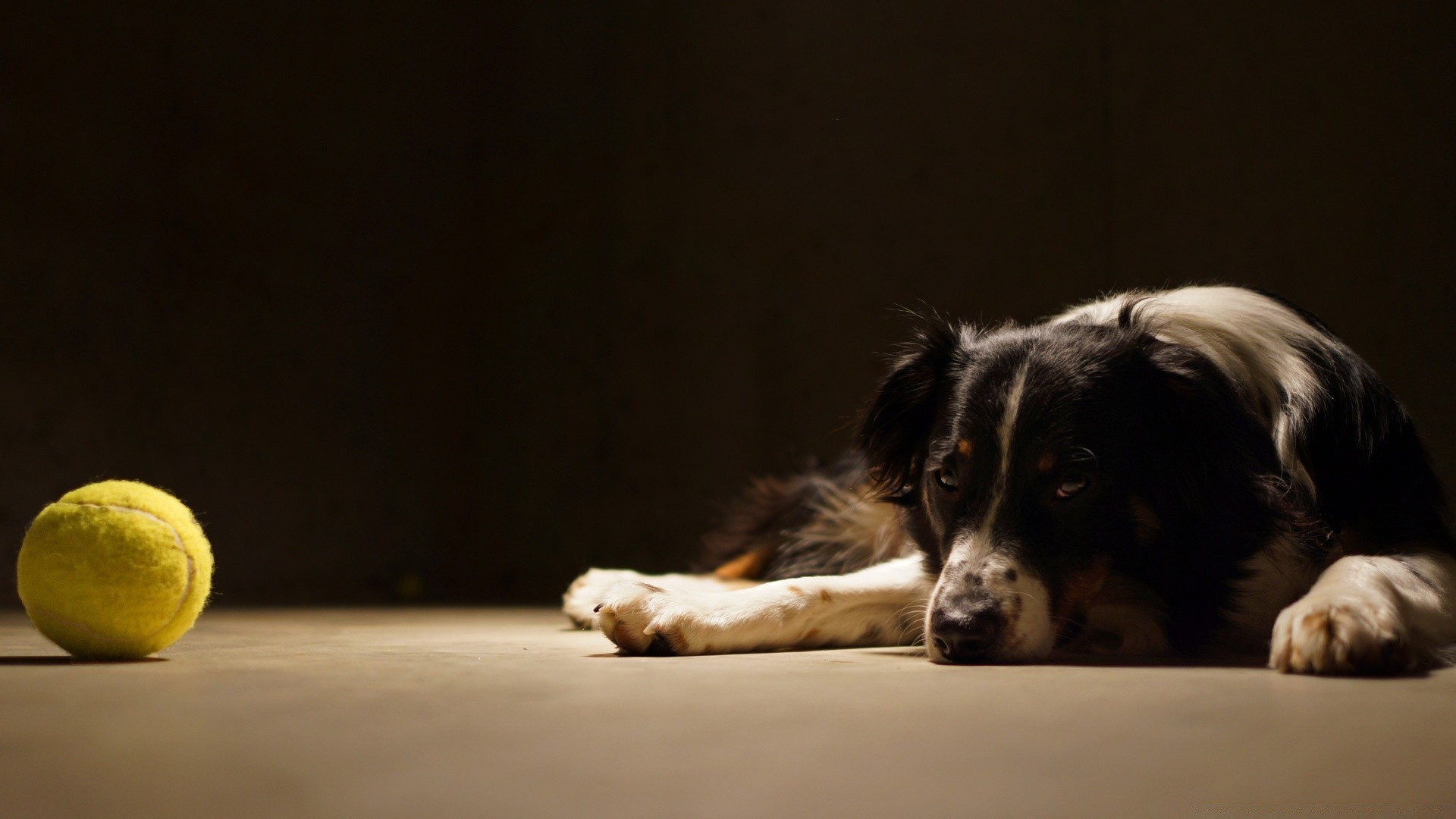 dogs dog mammal pet portrait animal canine cute studio puppy one