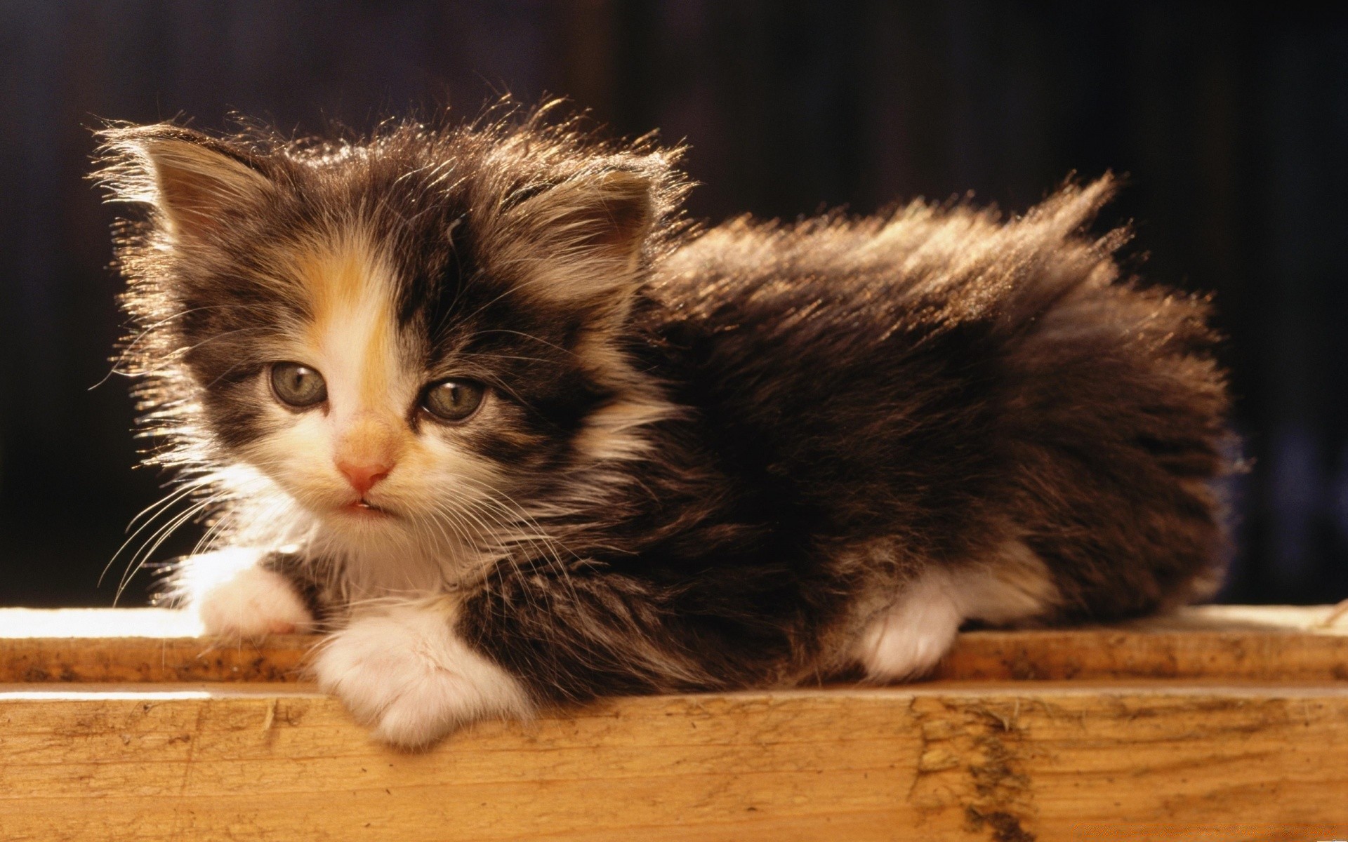 gatos gato gatinho fofa animal de estimação pele mamífero doméstico animal retrato para baixo olho bigode pequeno bebê engraçado jovem cabelo fofo adorável solteiro