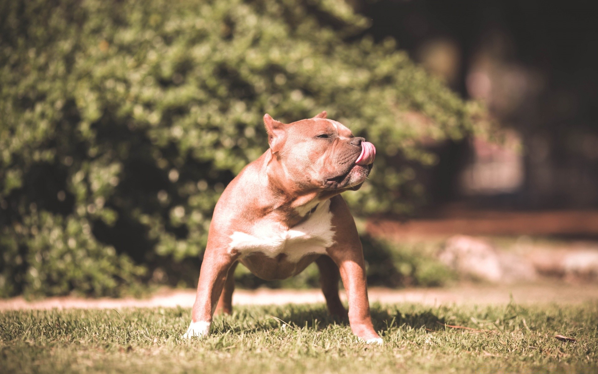 dogs dog grass animal mammal nature field pet one park outdoors portrait canine