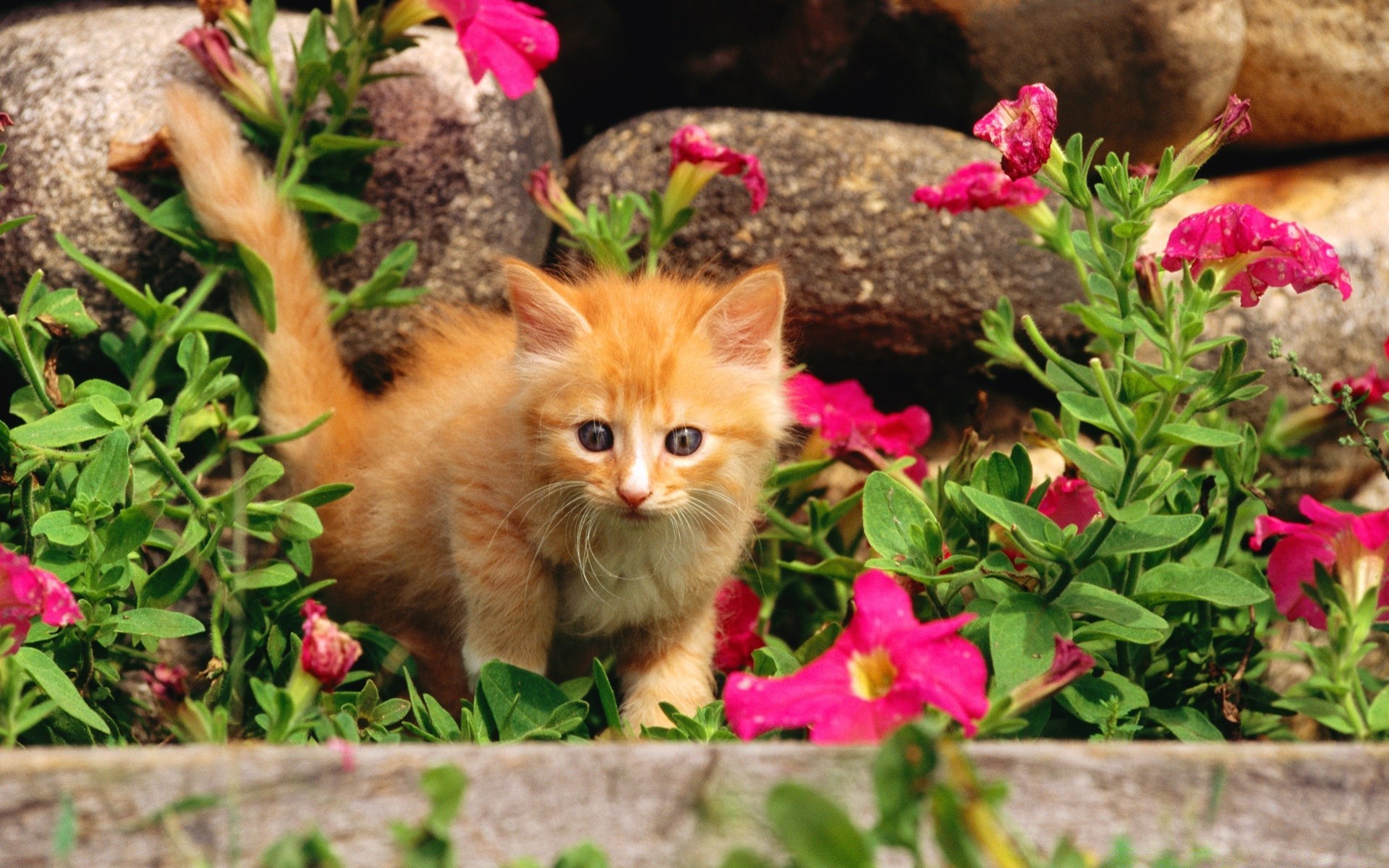 gatos natureza flor jardim flora pequeno verão folha ao ar livre fofa