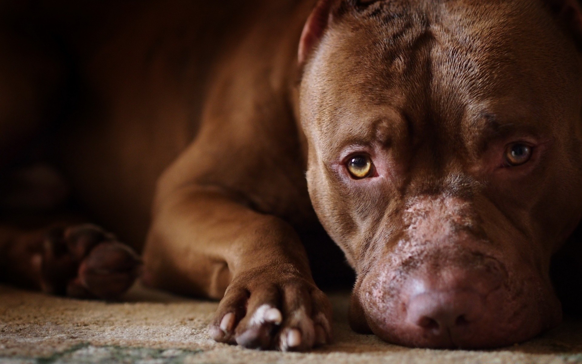 hund säugetier hund porträt niedlich hundespezialist ein haustier welpe tier anzeigen