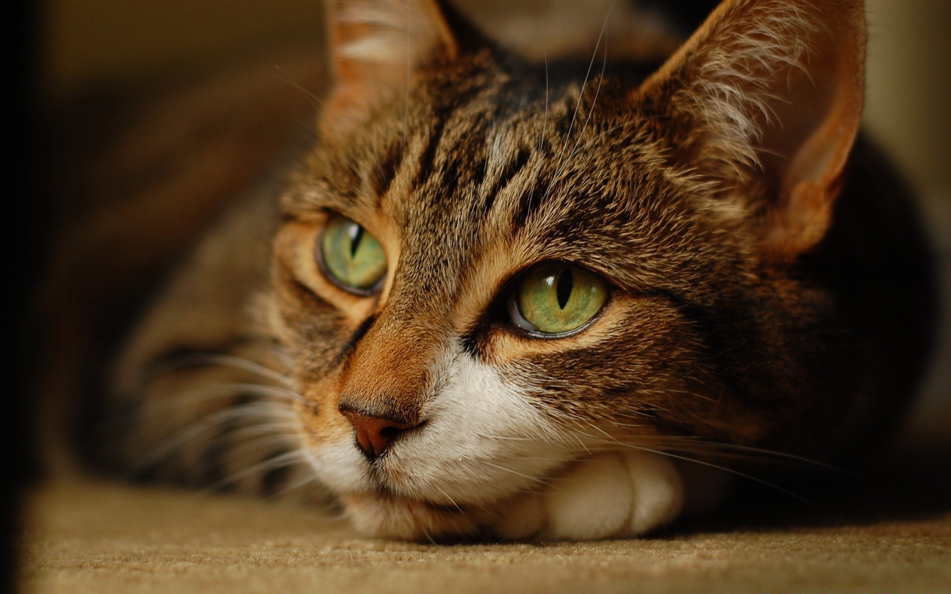 katze katze porträt niedlich haustier säugetier auge fell kätzchen tier inländische schnurrbart haare ansicht tabby ein