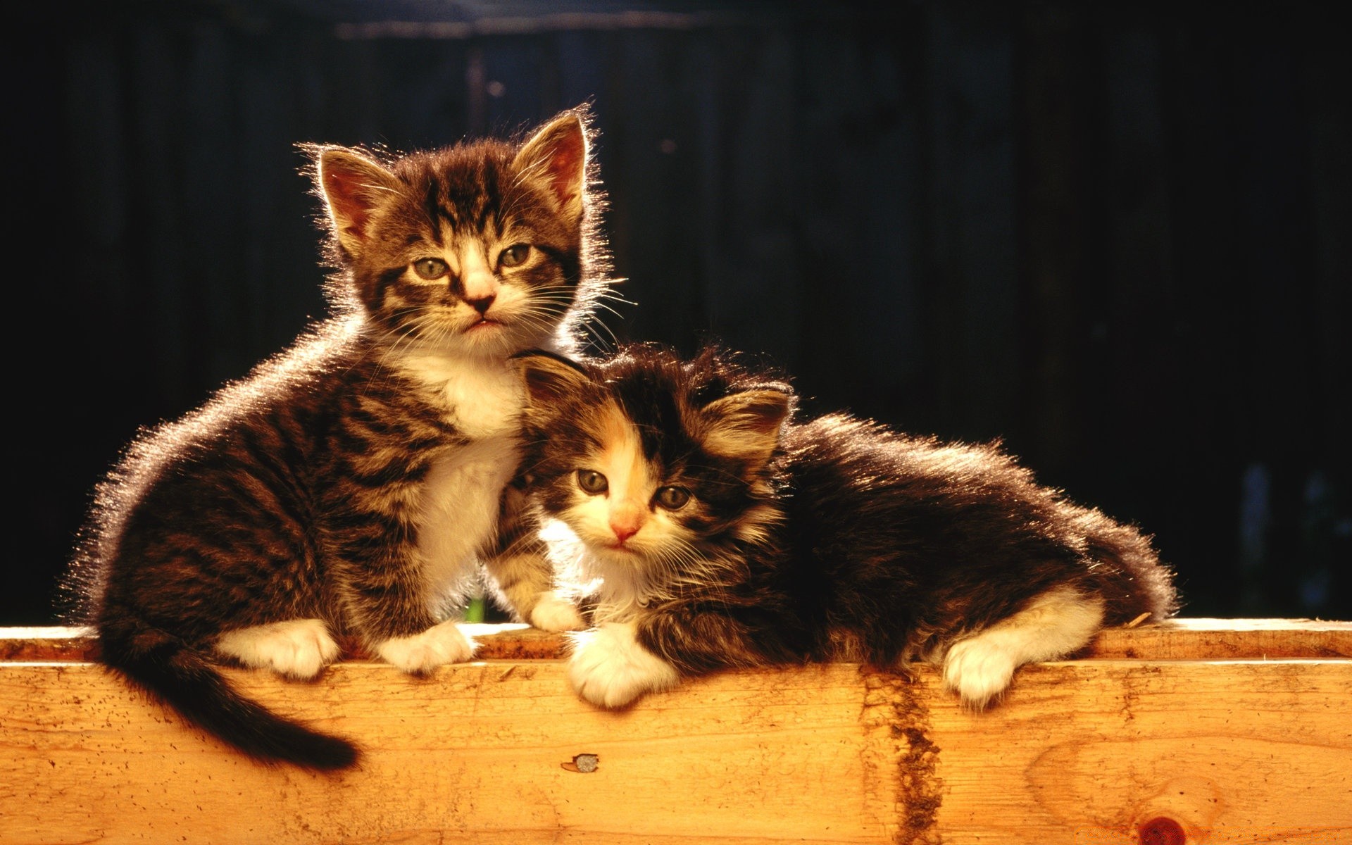 katze katze säugetier niedlich kätzchen haustier tier fell ein porträt