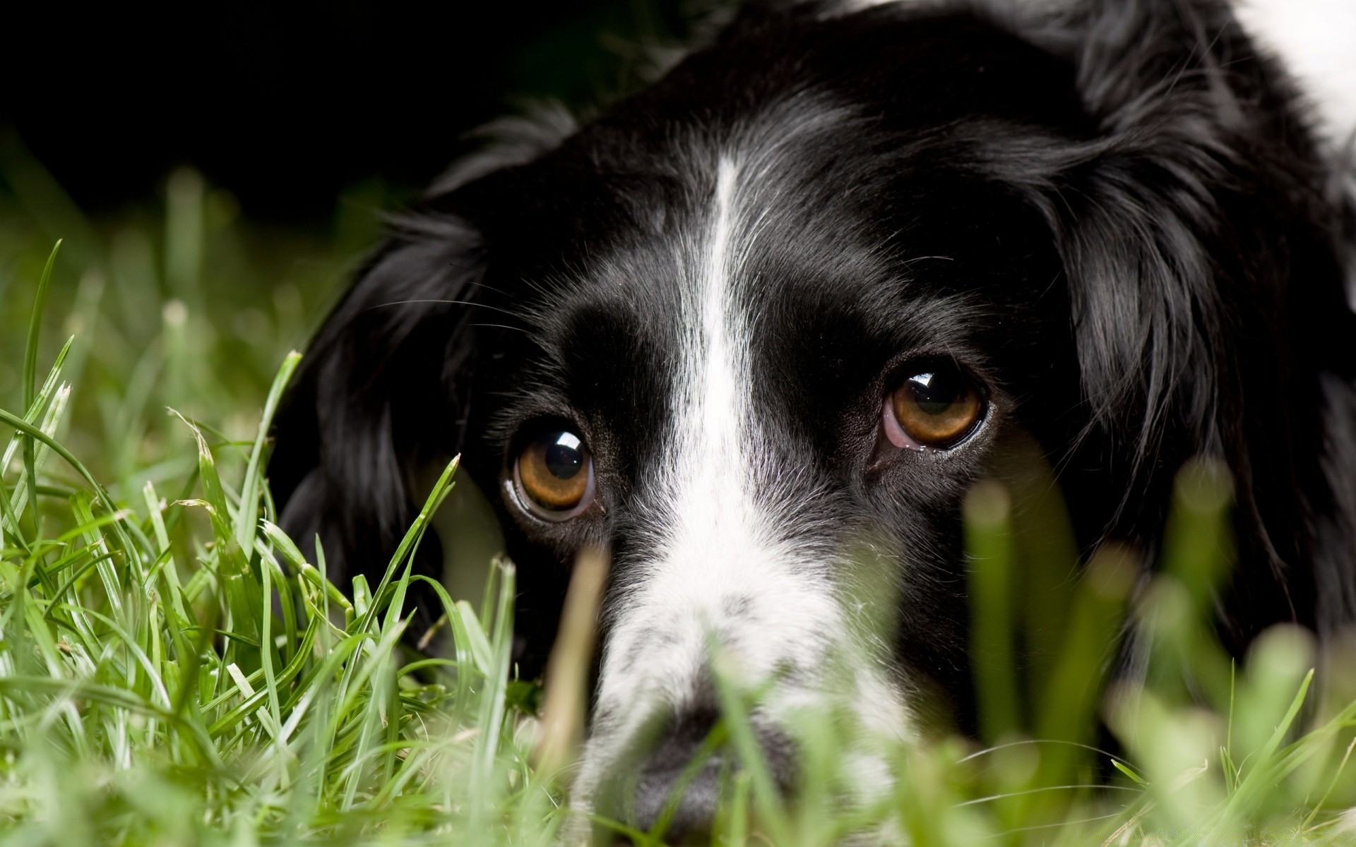 cani cane carino erba animale piccolo animale domestico mammifero cucciolo ritratto canino giovane adorabile pelliccia natura occhio divertente sedersi guardare domestico