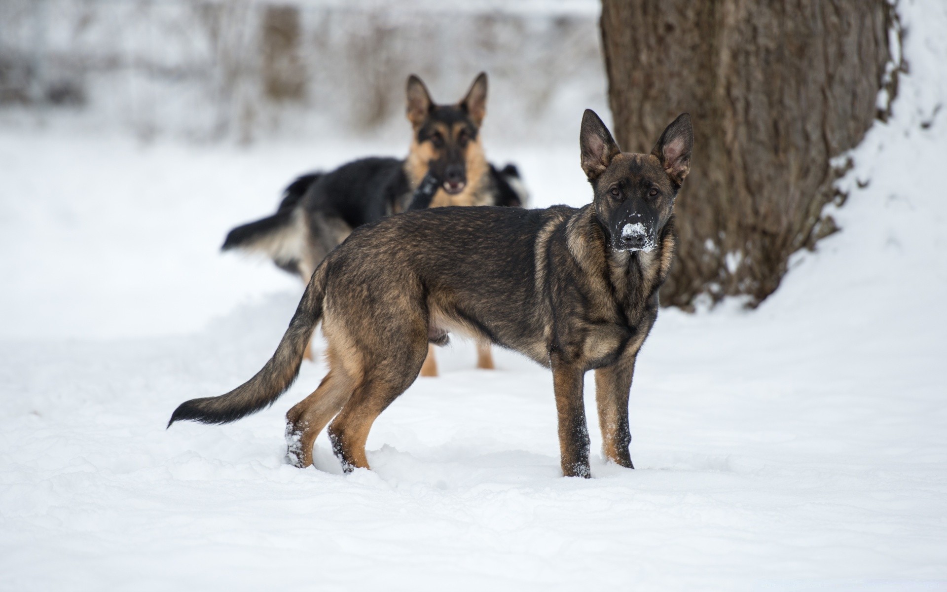 dogs mammal snow winter canine dog wood wildlife frosty nature animal wolf outdoors cute