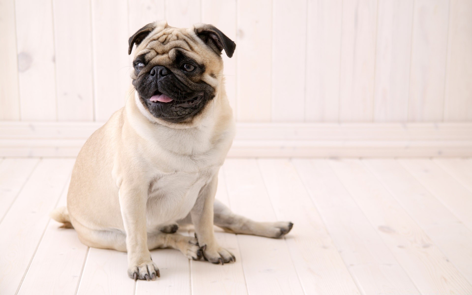 cane cane ritratto animale domestico mammifero canino carino cucciolo moska animale piccolo vista sedersi adorabile divertente razza studio