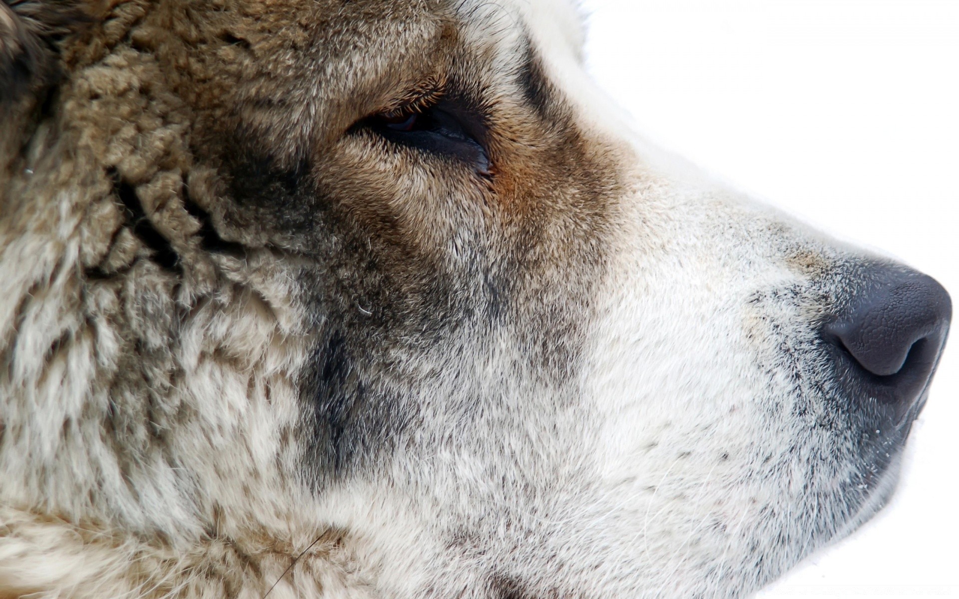 gato mamífero piel animal vida silvestre invierno ver naturaleza lindo nieve frío retrato perro