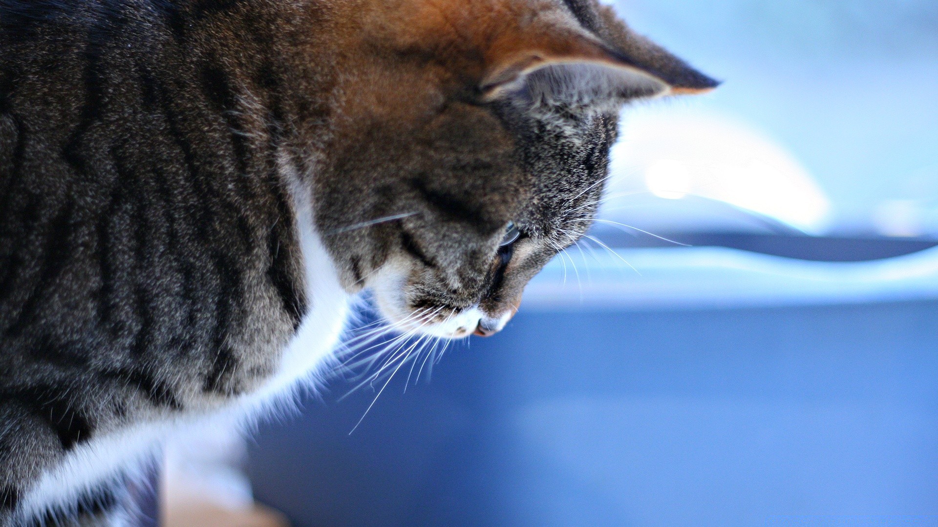 kediler kedi memeli hayvan portre evde beslenen hayvan sevimli doğa göz yavru kedi kürk tarama bir yaban hayatı açık havada yerli genç saç uyku