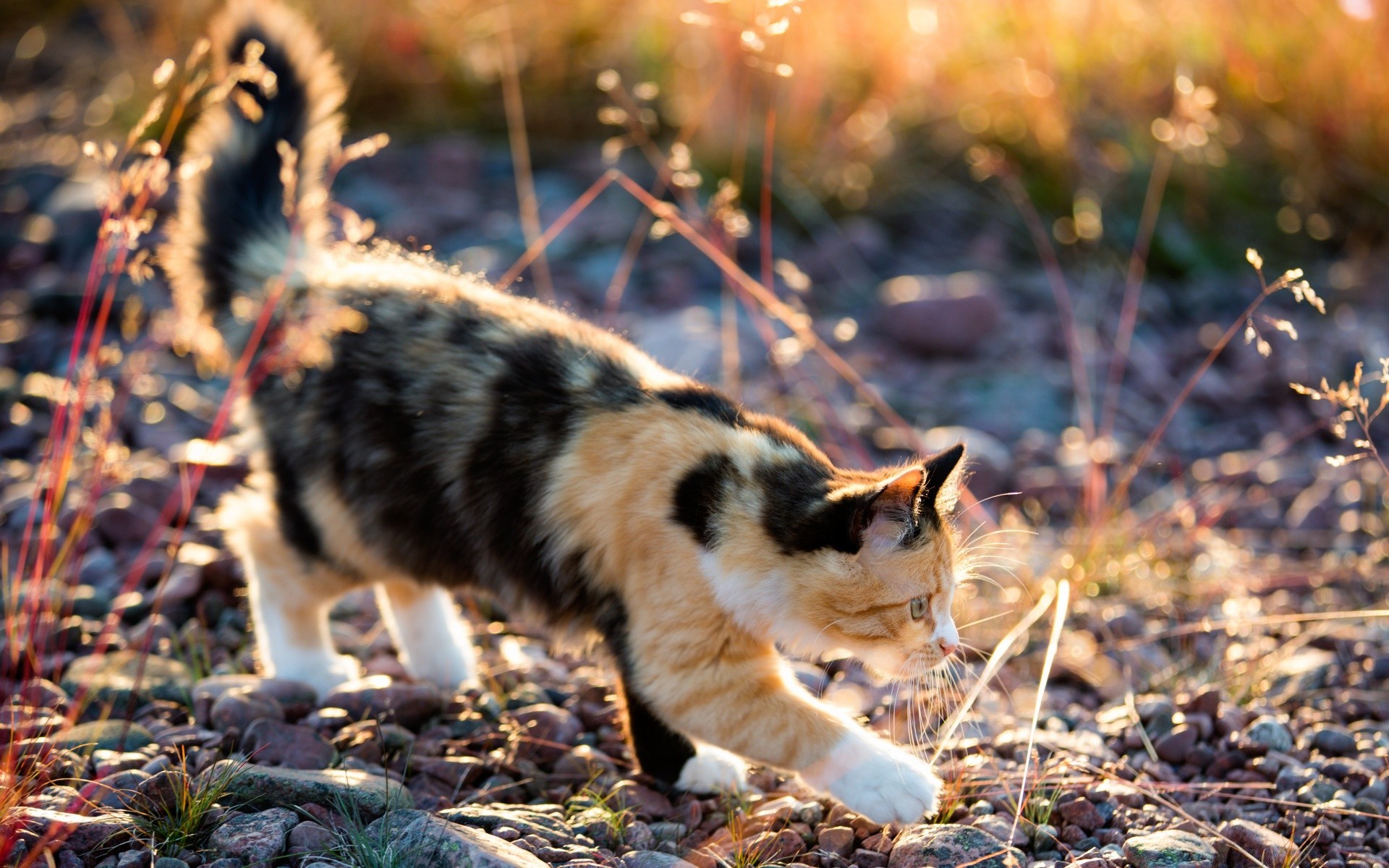 猫 户外 大自然 哺乳动物 可爱 动物 草 狗 毛皮 宠物 小 视图