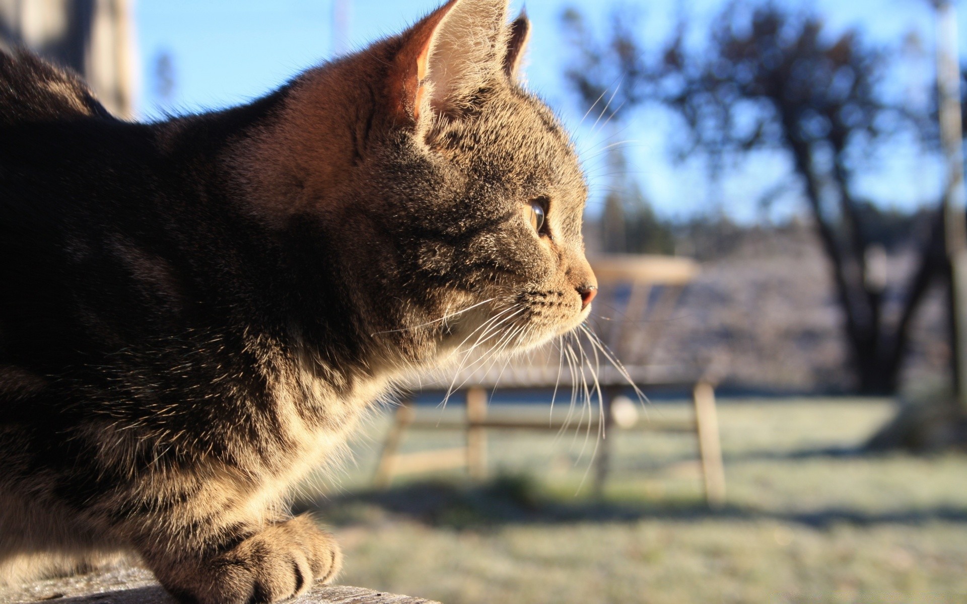 katzen katze tier porträt säugetier natur niedlich fell haustier auge kätzchen haar vorschau junge inländische im freien wild