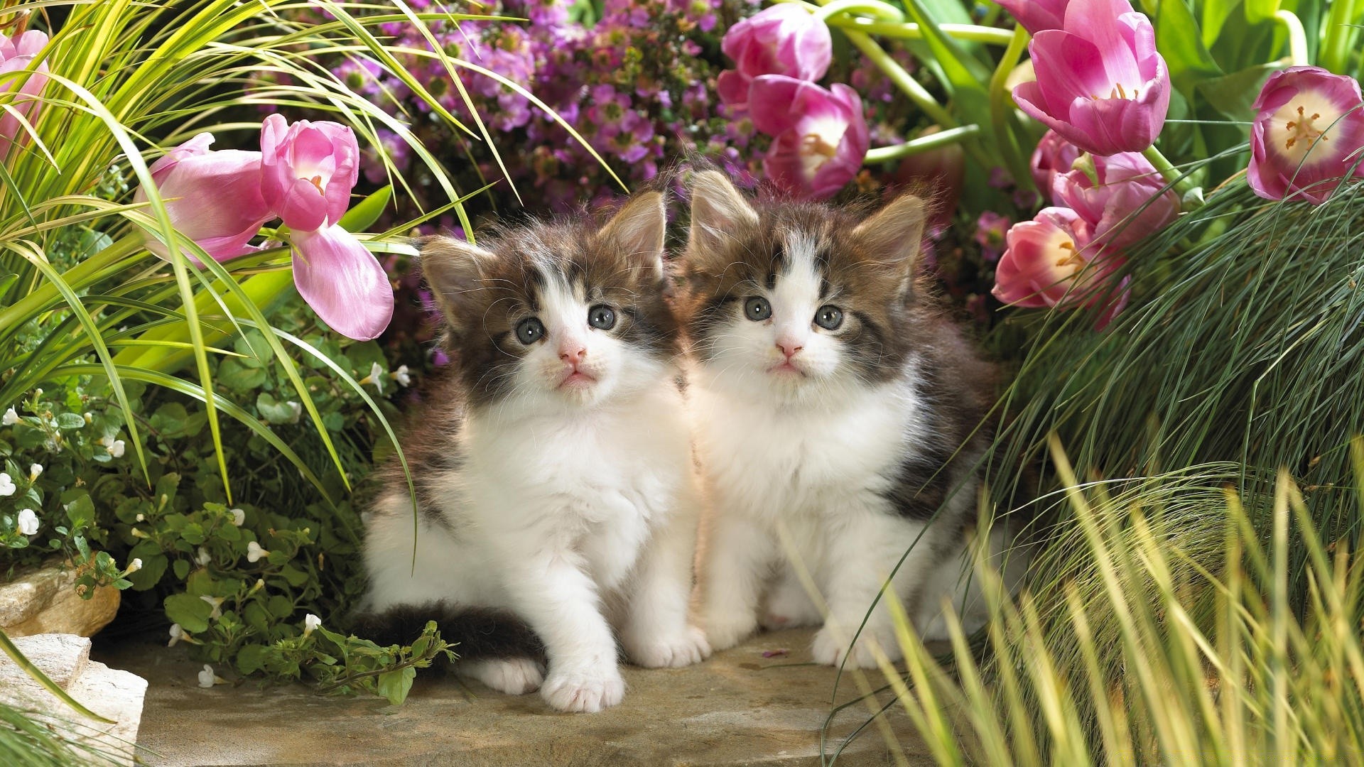 gatos naturaleza hierba flor lindo pequeño hermoso joven al aire libre