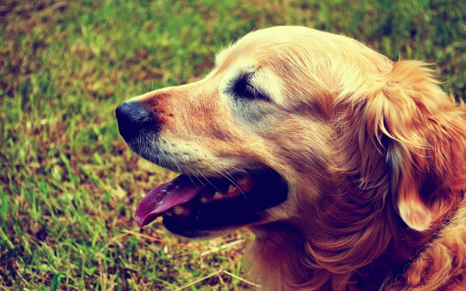 köpekler köpek hayvan sevimli evde beslenen hayvan doğa çimen memeli genç portre yerli köpek eğitmeni açık havada yaz cins kürk köpek yavrusu tarama