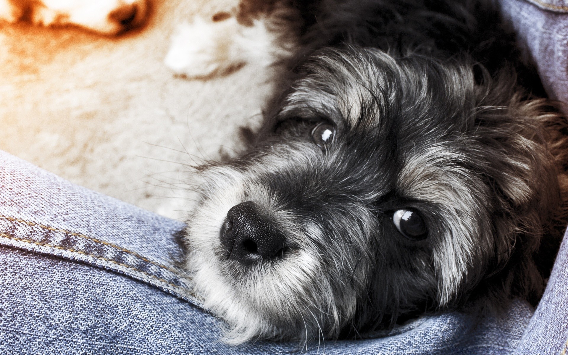 chien chien animal animal de compagnie mignon chiot fourrure cynologue domestique mammifère portrait peu adorable sommeil studio oeil jeune race moelleux duveteux